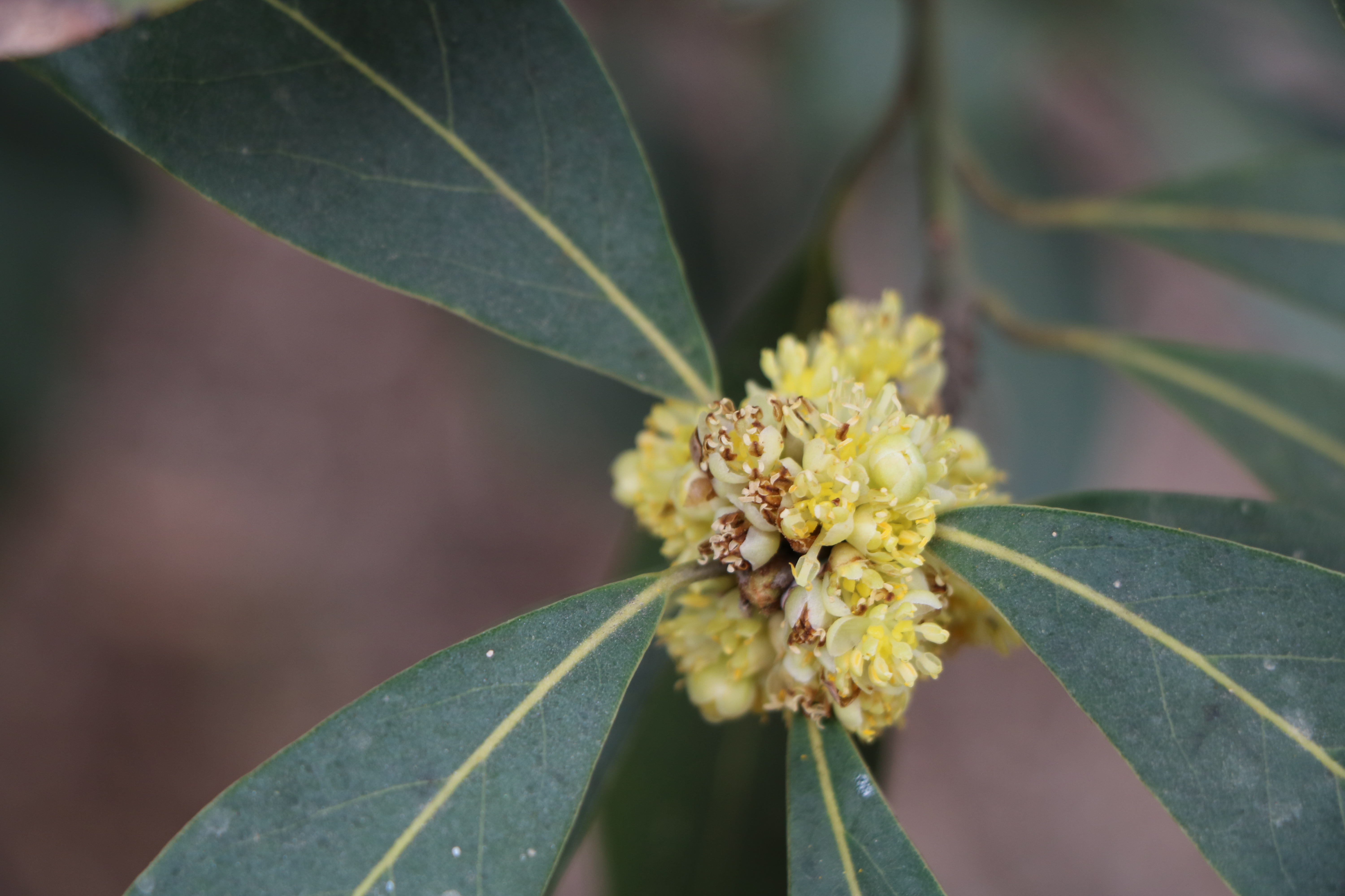 Laurus